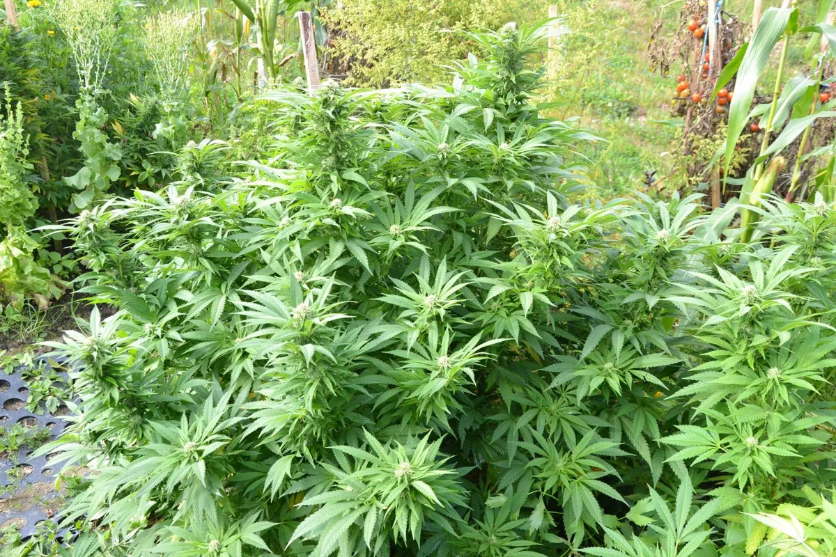 44-letniku in 18-letniku so na območju PP Radlje zasegli konopljo