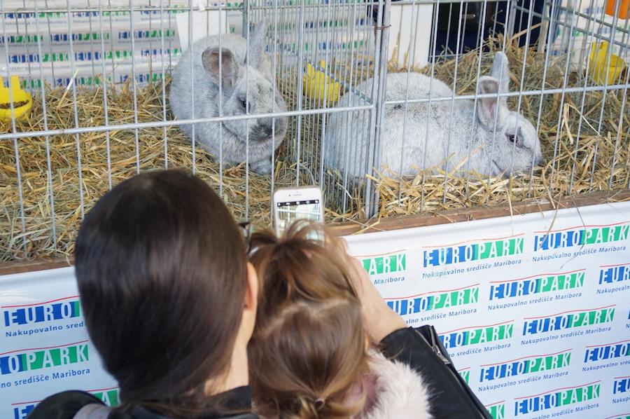 Spoznajte svet živali na tradicionalni razstavi malih živali v Mariboru