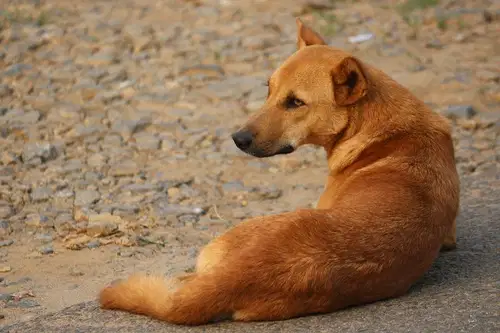 Kako pomagati zapuščenim in najdenim živalim na Ravnah na Koroškem