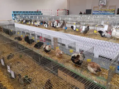 Razstavo v Kotljah obiskalo preko 500 ljubiteljev malih živali (VIDEO in FOTO)