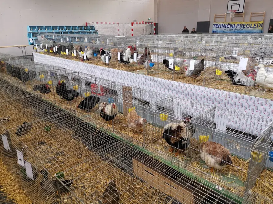 Razstavo v Kotljah obiskalo preko 500 ljubiteljev malih živali (VIDEO in FOTO)