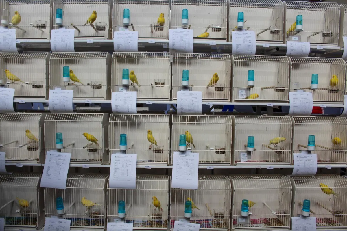 Odlični rezultati na odprtem prvenstvu ptic Koroške 2019 (FOTO)