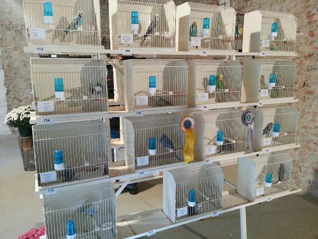 V Podgorju bo na ogled več kot 400 ptic, ki jih boste lahko tudi kupili