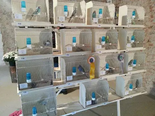 V Podgorju bo na ogled več kot 400 ptic, ki jih boste lahko tudi kupili
