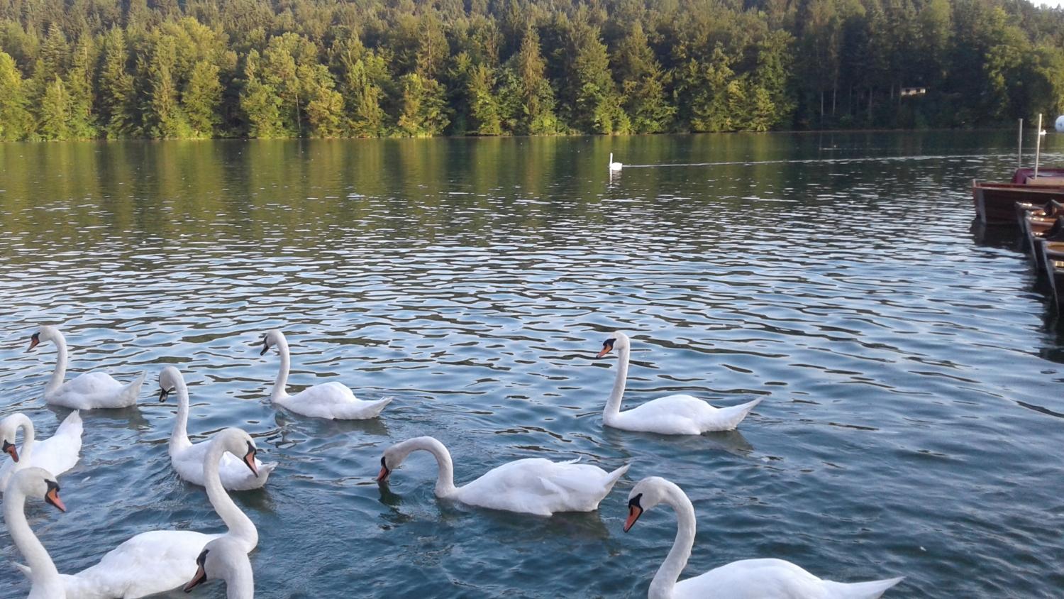 Inšpektorji lani odkrili 11 kršiteljev, ki so nezakonito zadrževali prostoživeče ptice