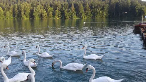 Inšpektorji lani odkrili 11 kršiteljev, ki so nezakonito zadrževali prostoživeče ptice