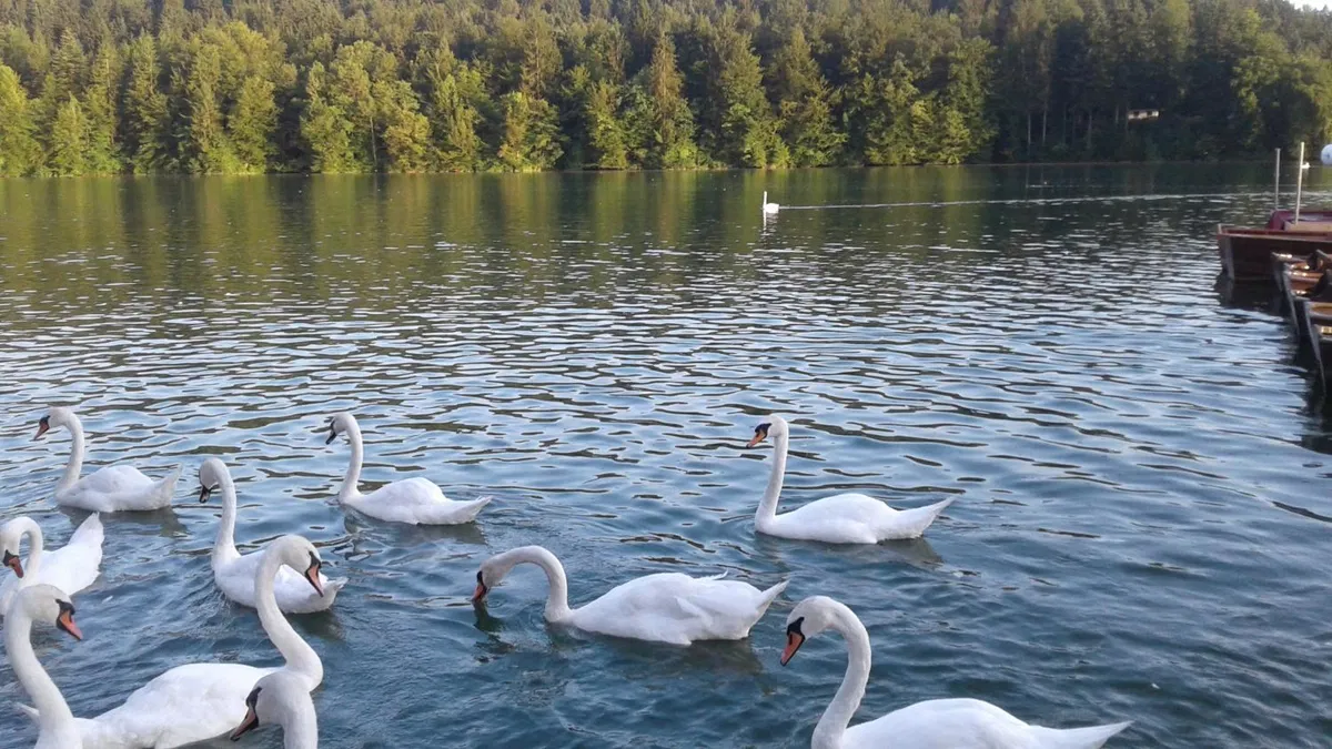 Inšpektorji lani odkrili 11 kršiteljev, ki so nezakonito zadrževali prostoživeče ptice