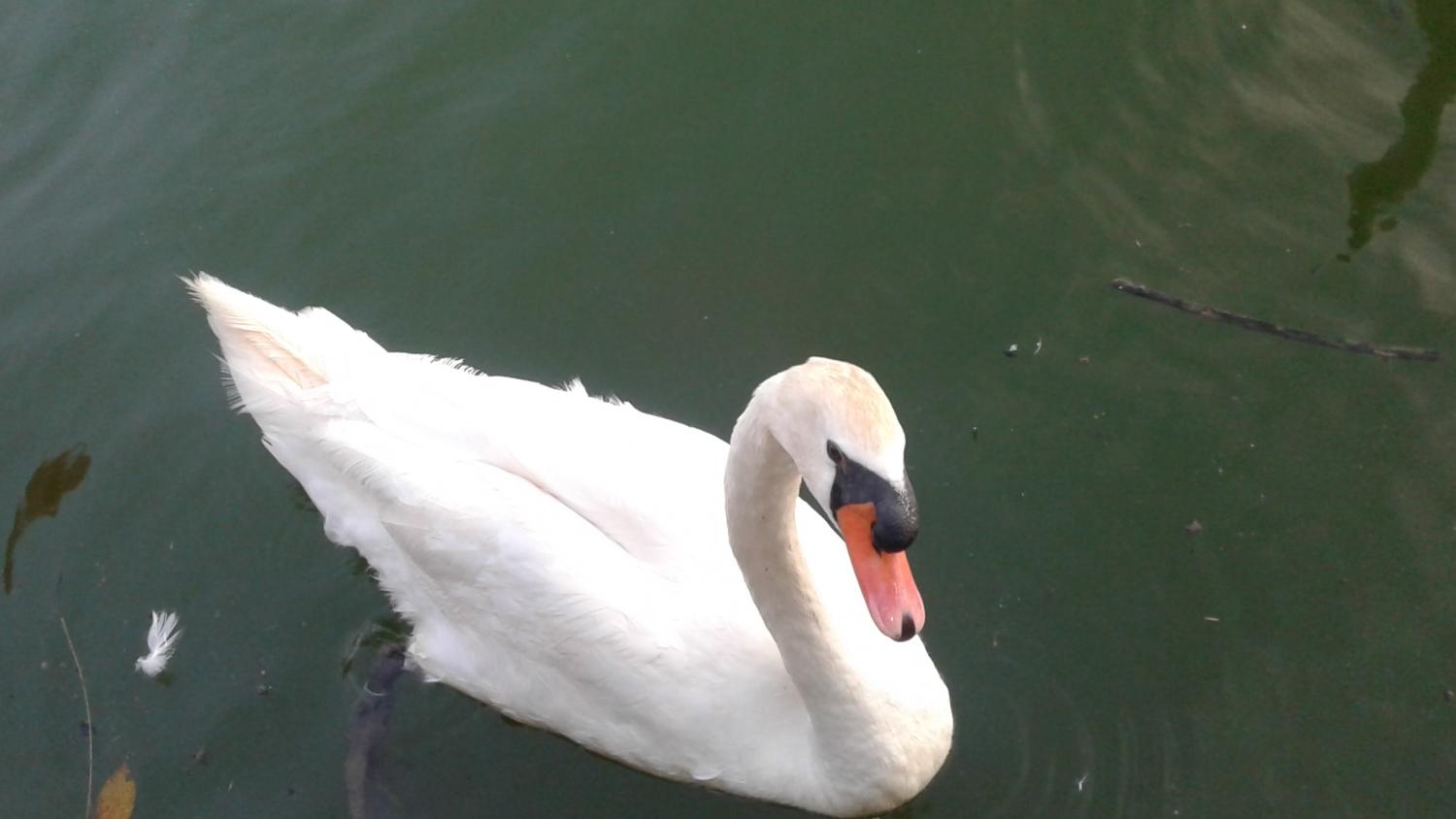 V Sloveniji spet primer ptičje gripe