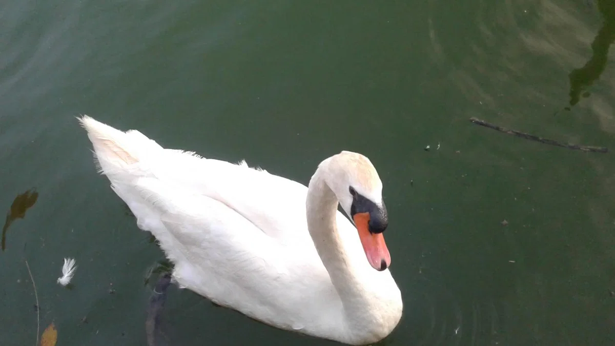 V Sloveniji odkrili pojav ptičje gripe pri labodu