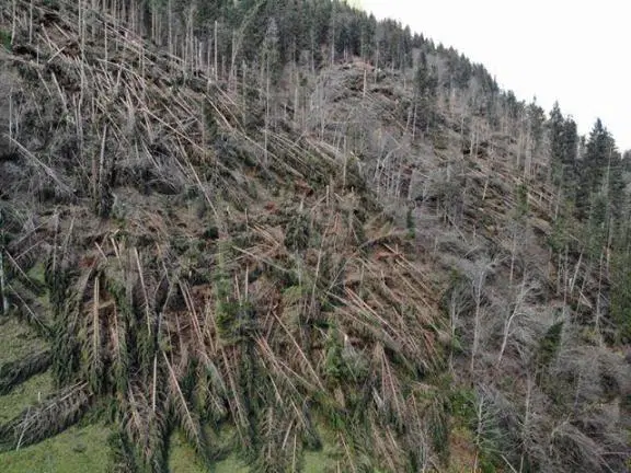 Vlada za nove ukrepe v boju proti širjenju podlubnikov