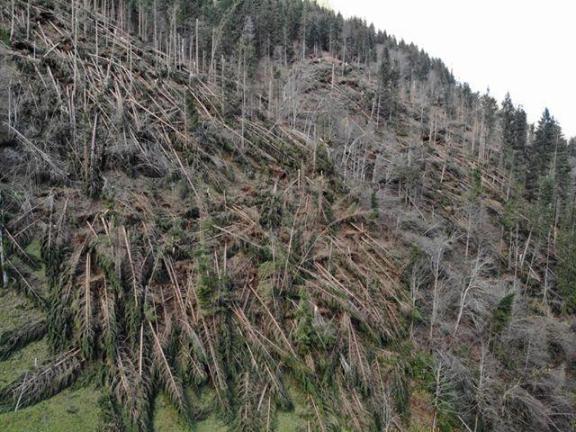 Kmetijsko ministrstvo z dvema razpisoma za odpravo škode v gozdovih