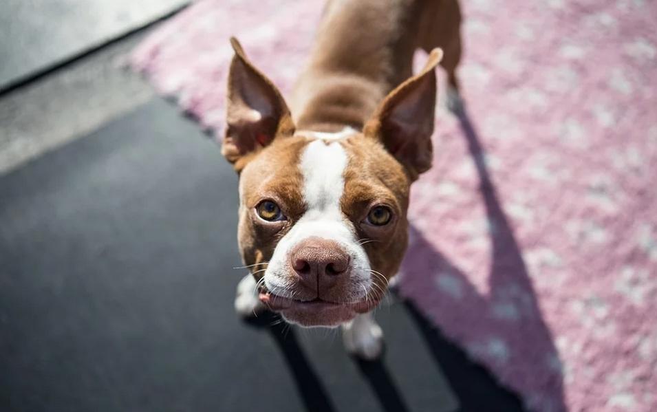 Odprli sodobno zavetišče za živali s talnim ogrevanjem