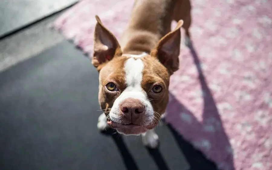 Odprli sodobno zavetišče za živali s talnim ogrevanjem