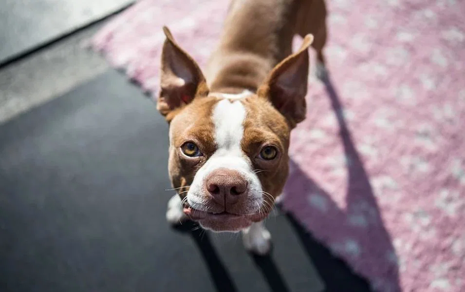Odprli sodobno zavetišče za živali s talnim ogrevanjem