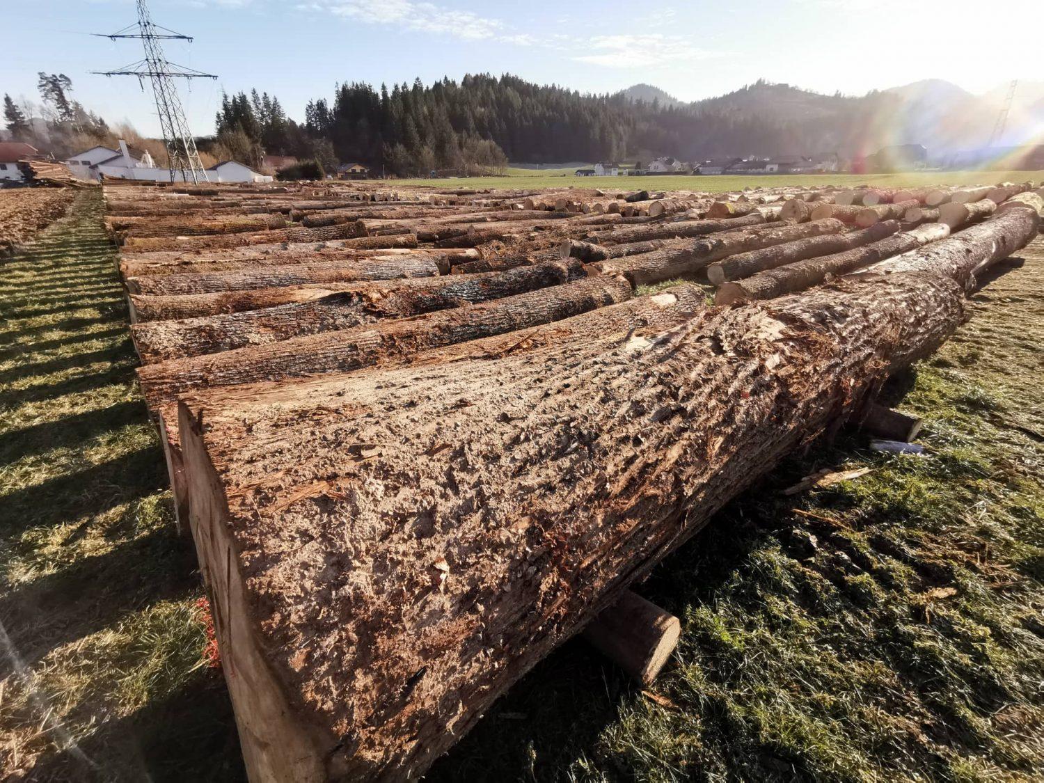 Na letošnji licitaciji najboljšega lesa rekordna količina hlodov (FOTO)