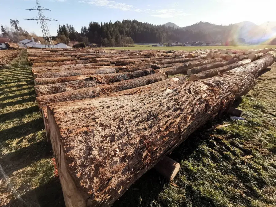 Na letošnji licitaciji najboljšega lesa rekordna količina hlodov (FOTO)