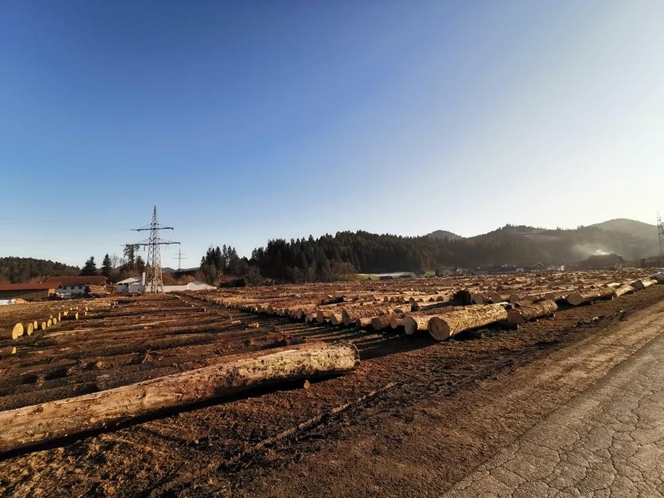 Prodaja okroglega lesa lani upadla