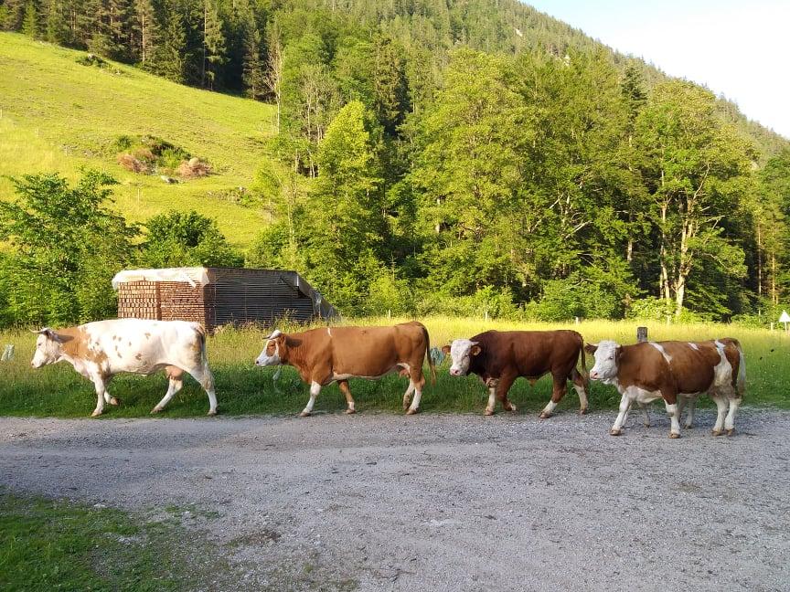 Kako urediti prenos plačilnih pravic za male kmete?