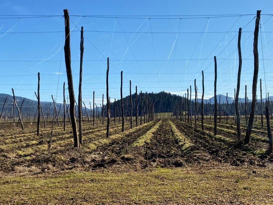 Kako do finančne pomoči kmetje, oboleli s koronavirusom?