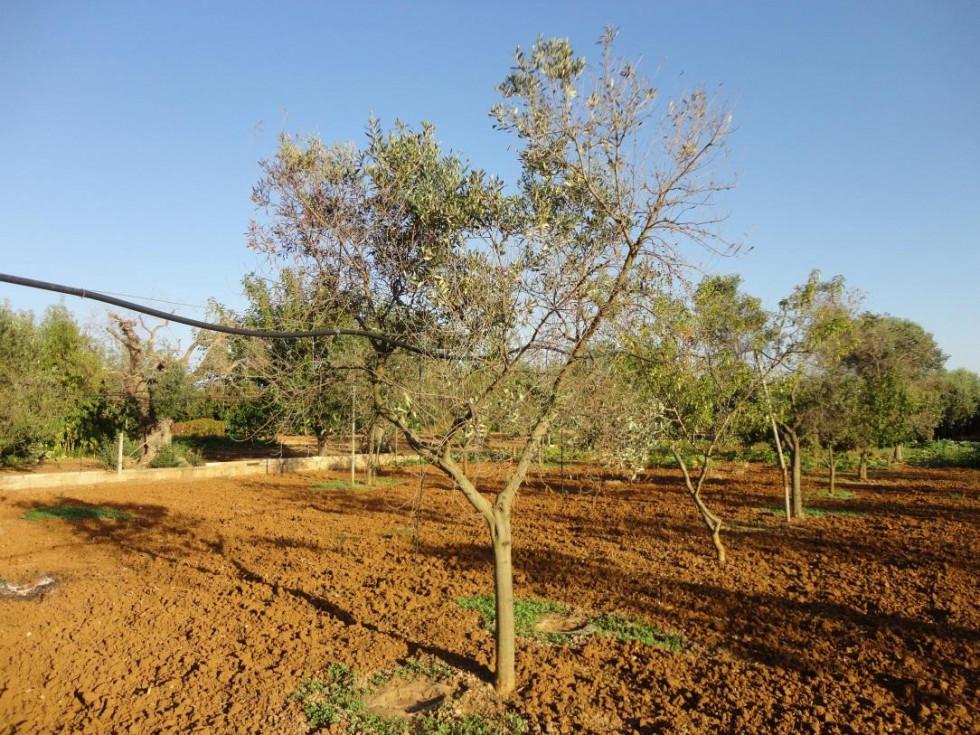 Nova EU pravila na področju zdravja rastlin