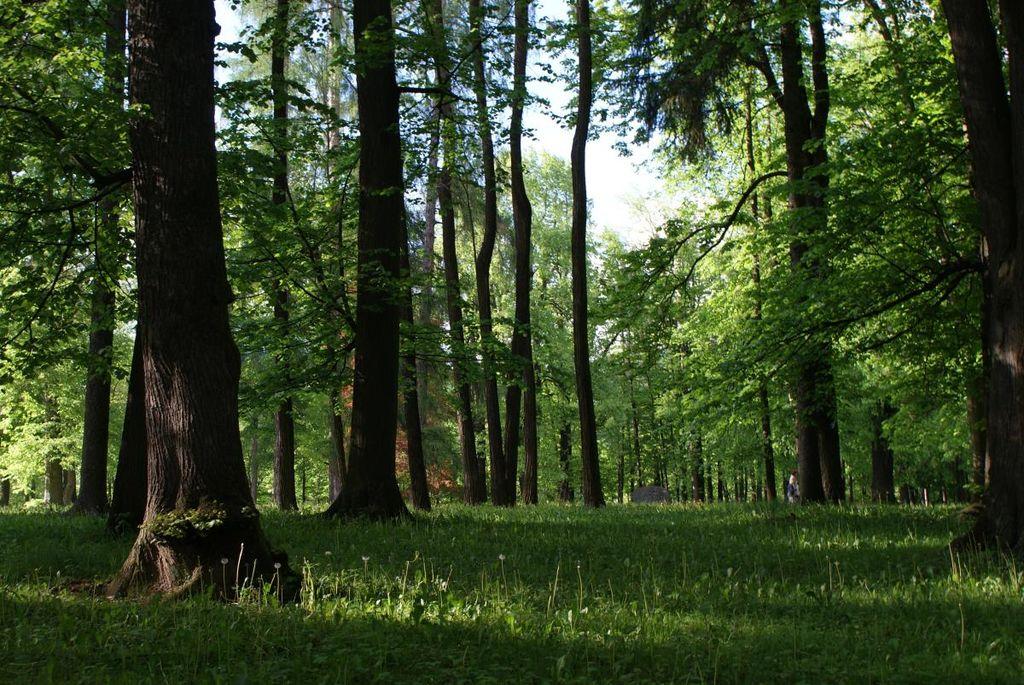 Previdno v času izvajanja nujnih del v Grajskem parku na Ravnah