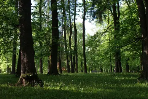 Previdno v času izvajanja nujnih del v Grajskem parku na Ravnah