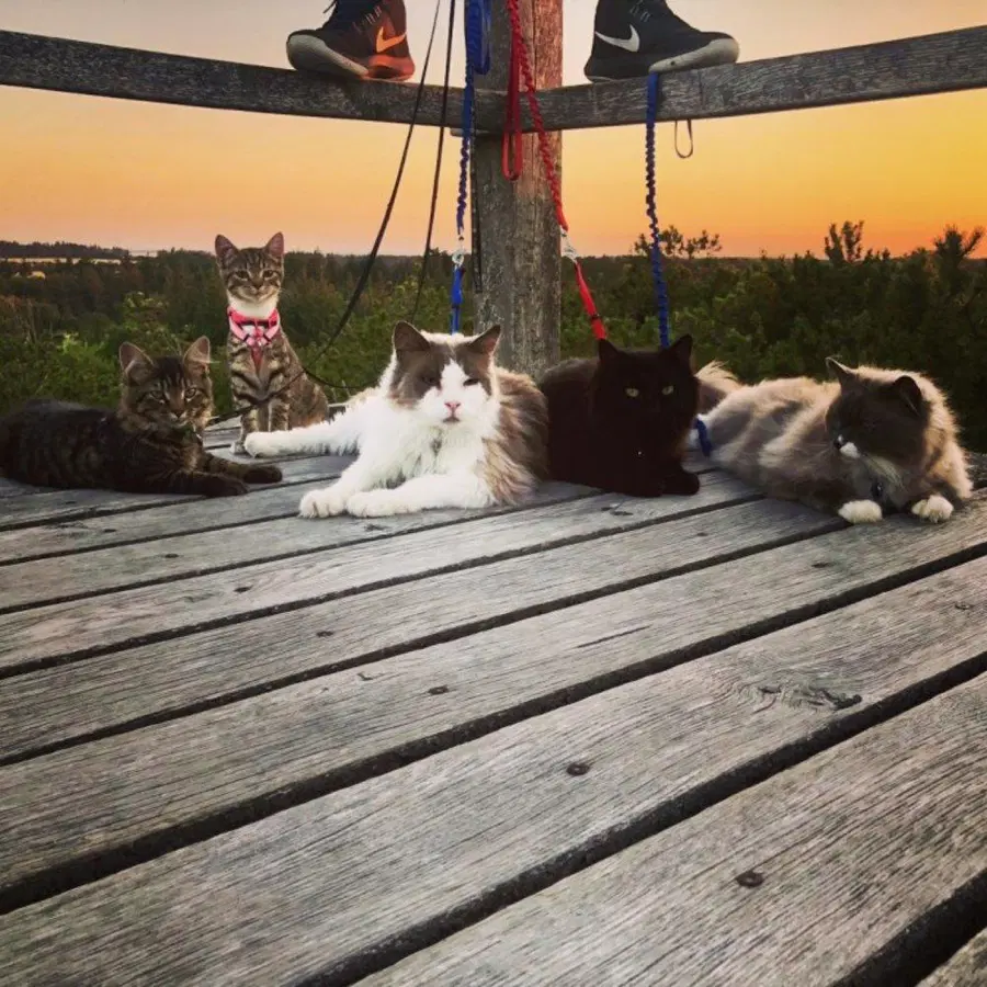 V dobrodelni akciji zbrali več kot tono hrane za zapuščene živali