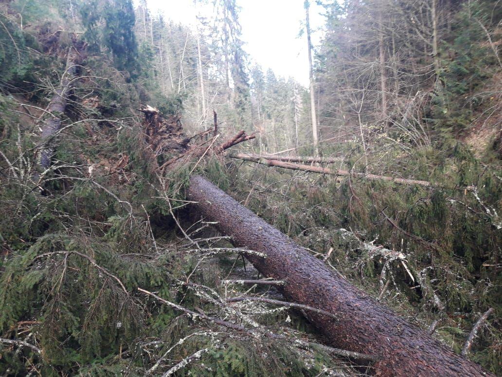 Vremenoslovci napovedujejo močan veter, možen je vetrolom