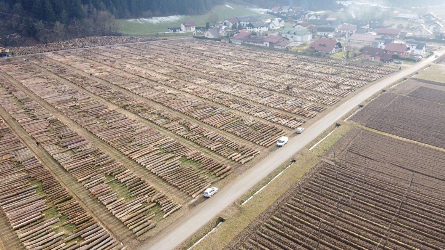 Licitacija vrednejšega lesa spet postregla z rekordi (FOTO)