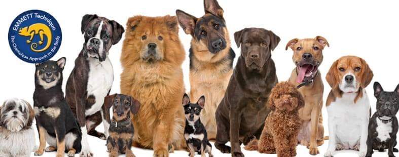 V Kompleksu bo predstavitev nežne in živalim prijazne metode lajšanja bolečin