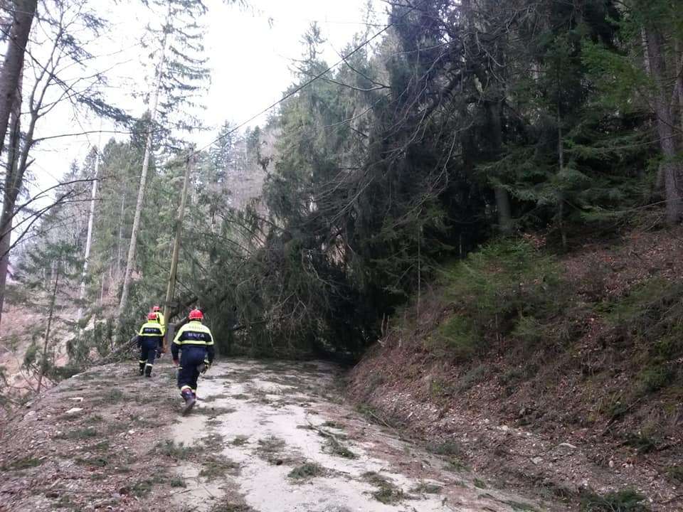 Kako so vetrolom prestali koroški gozdovi?