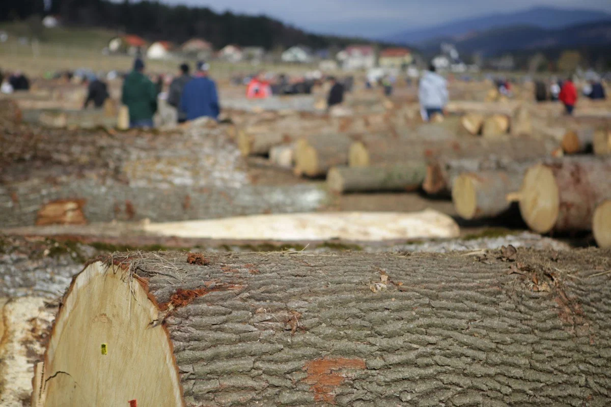 Priprave na licitacijo vrednejšega lesa kroji neugodno vreme