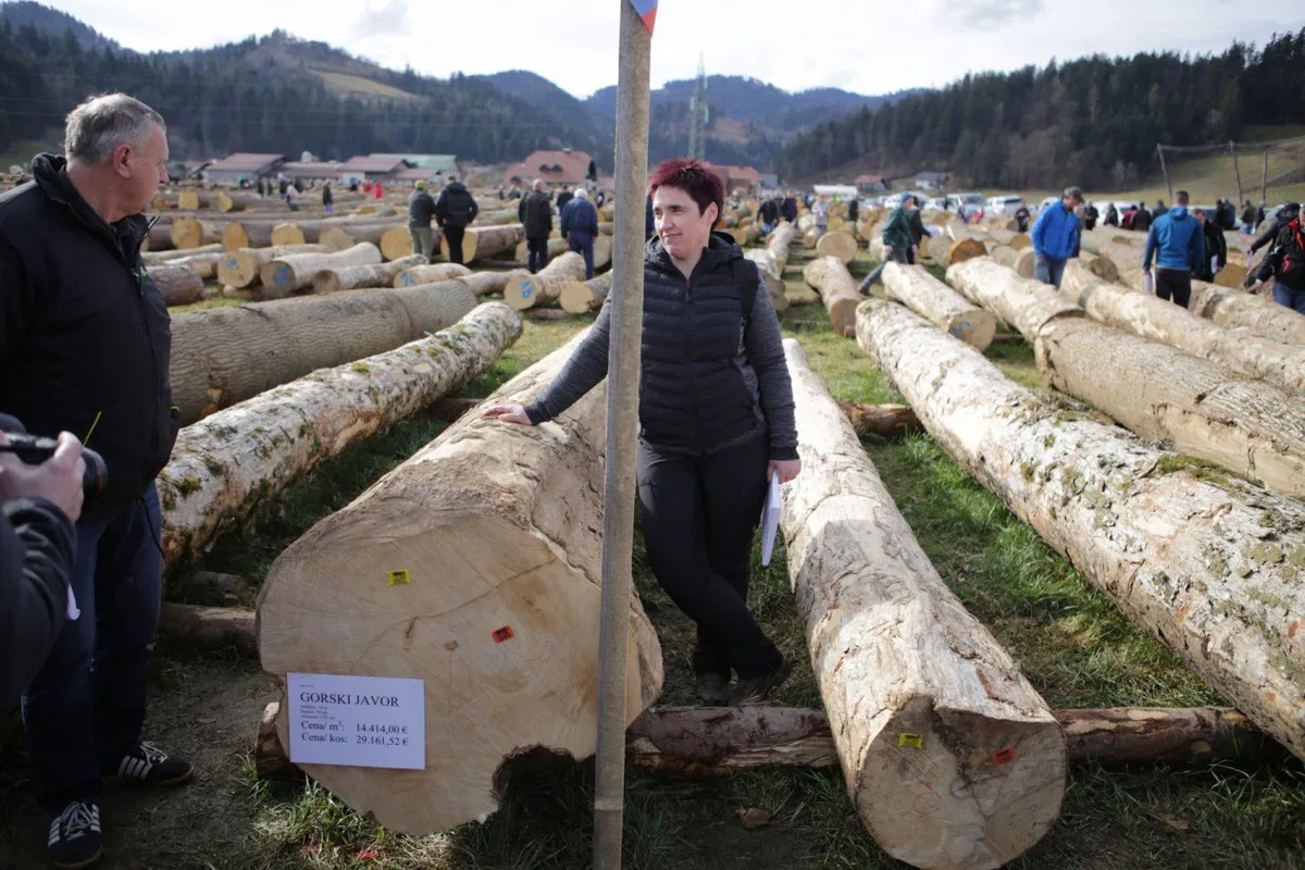 Za hlod gorskega javorja dobrih 29.000 evrov (VIDEO in FOTO)