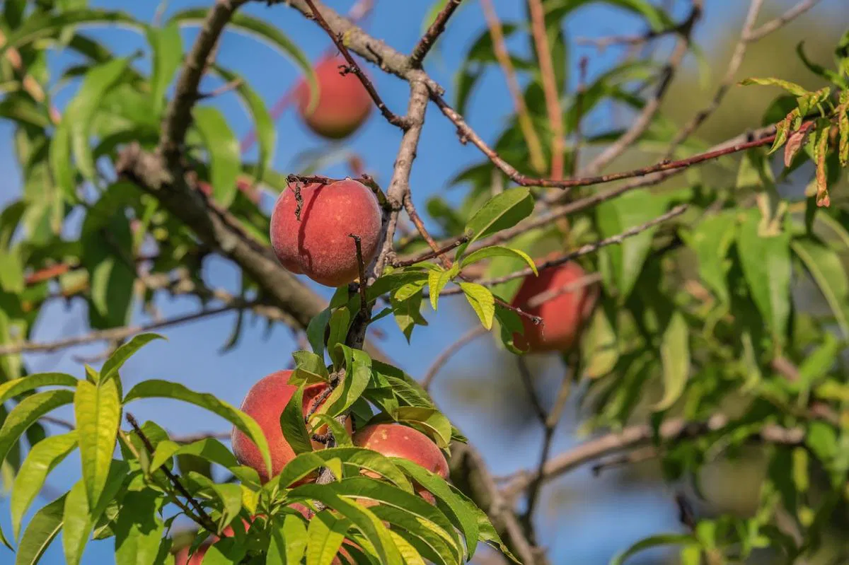 Ameriškemu kmetu več stomilijonska odškodnina zaradi posledic škodljivih pesticidov