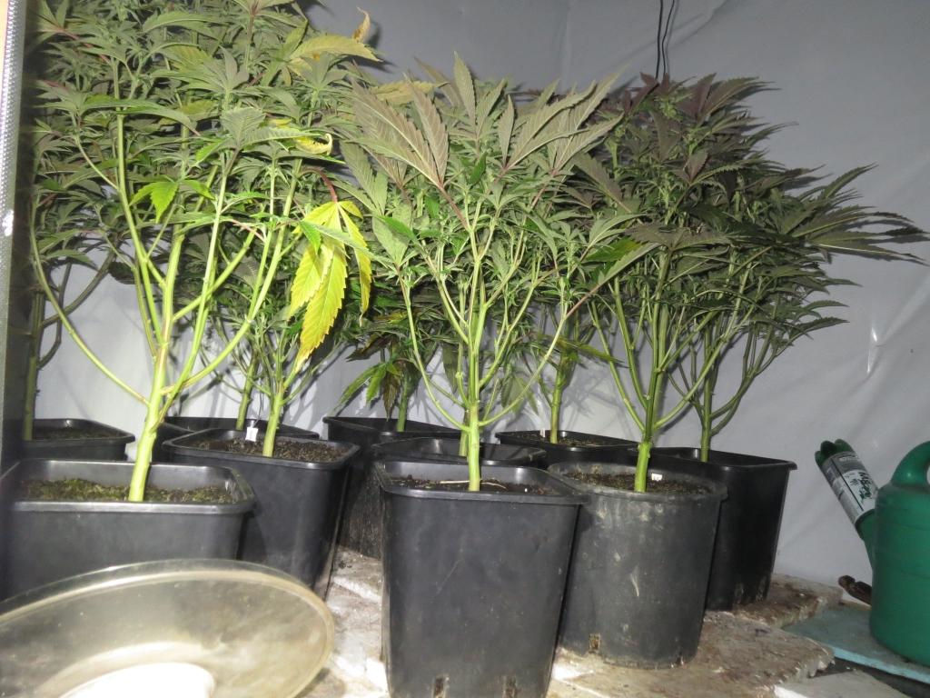 Policisti pri 33-letnemu Velenjčanu odkrili dober kilogram konoplje (FOTO)