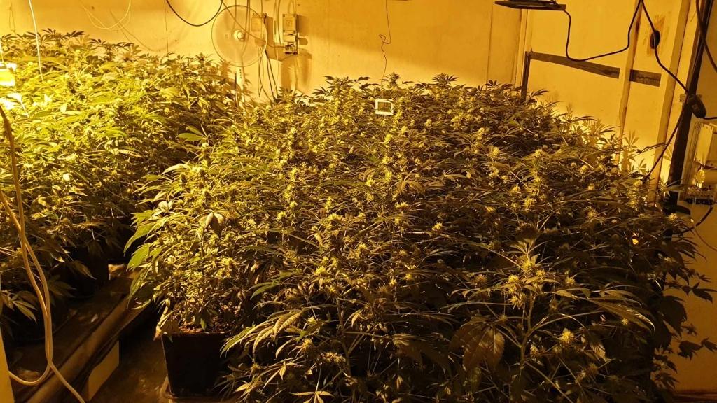 Policisti zasegli več kot 900 sadik konoplje (FOTO)