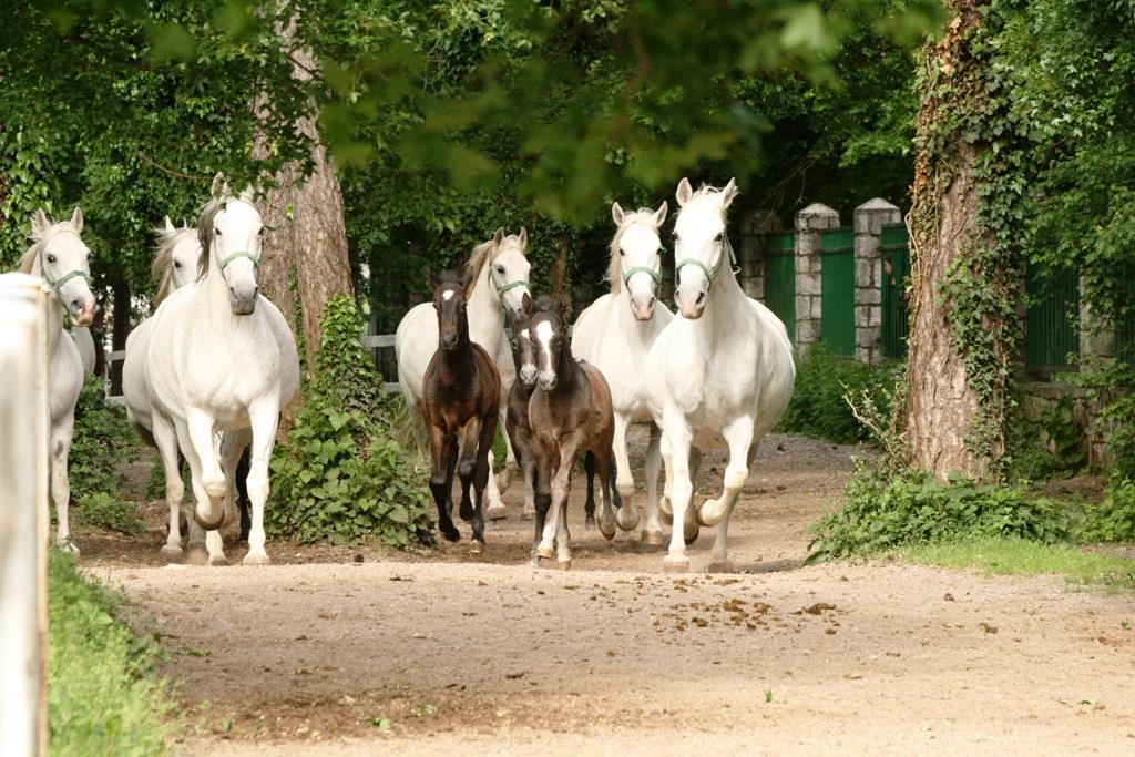 Oddana nominacija za vpis tradicije rej lipicancev na Unescov seznam