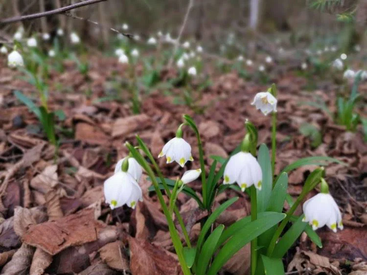 Začetek pomladi z ohladitvijo