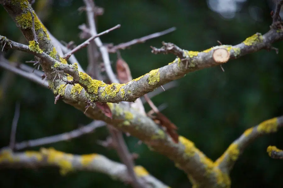 Prevalje: obvestilo o odvozu vejevja
