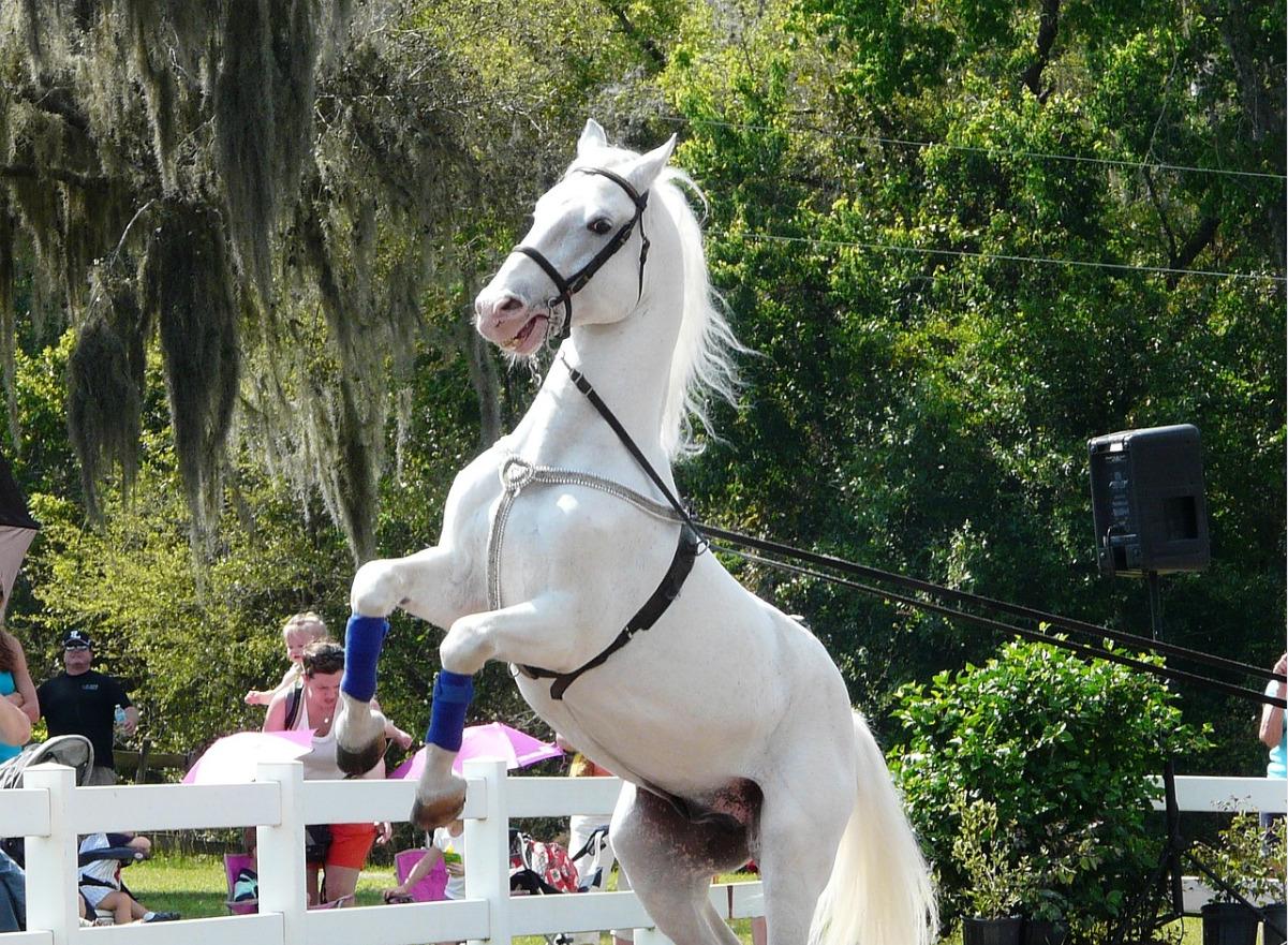 Nominacija tradicij reje lipicancev za vpis na Unescov seznam je potrjena