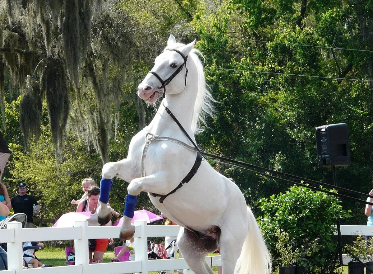 Nominacija tradicij reje lipicancev za vpis na Unescov seznam je potrjena