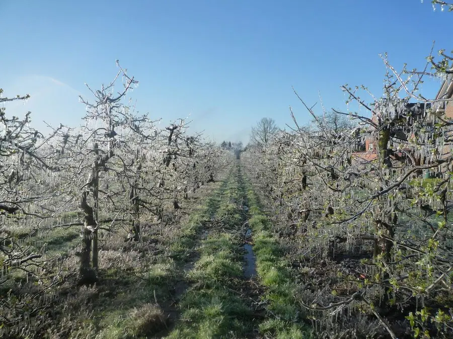 Sadjarji, pozor! Možnost spomladanske pozebe