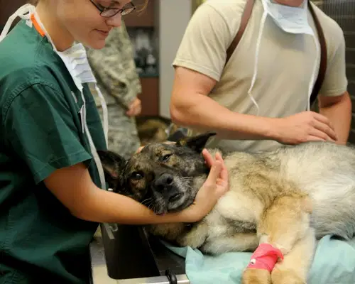 Tudi veterinarske ambulante z novimi ukrepi