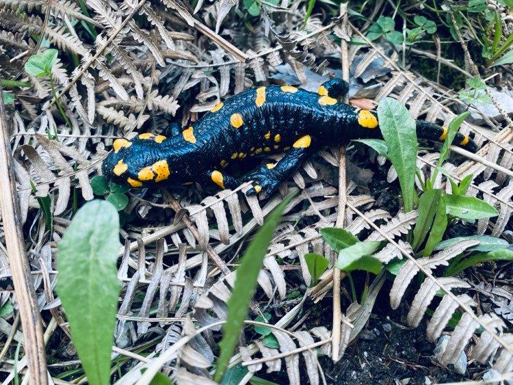 Tudi jeseni moramo biti pozorni na močerade