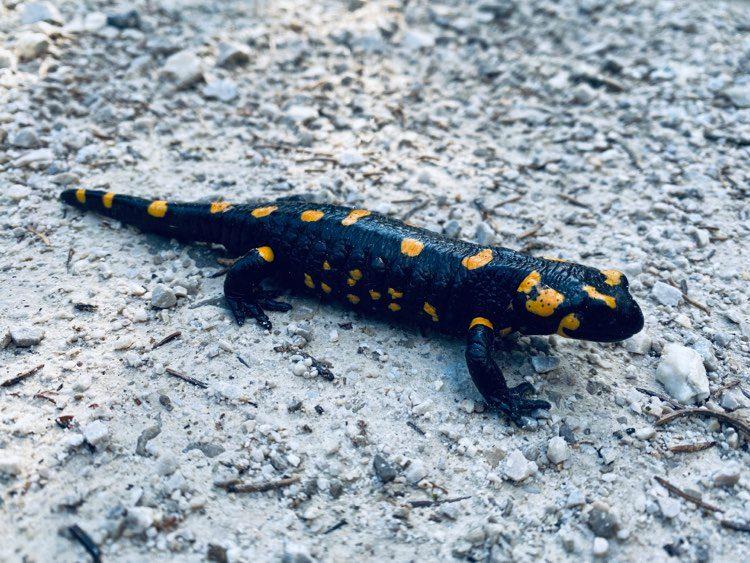 Previdno: Stik z močeradom je lahko za psa usoden