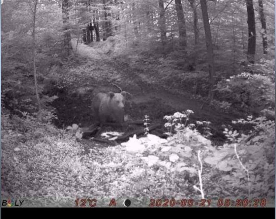 Zadnji teden se v okolici Velenja potika medved