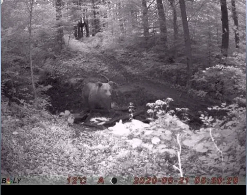 Zadnji teden se v okolici Velenja potika medved