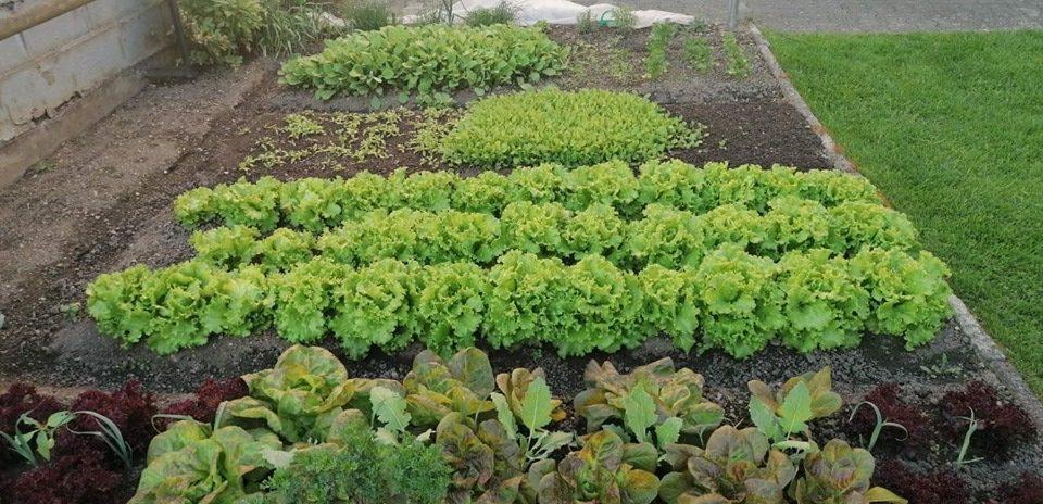 Po pomanjkanju zelenjave sedaj viški solate na slovenskem trgu