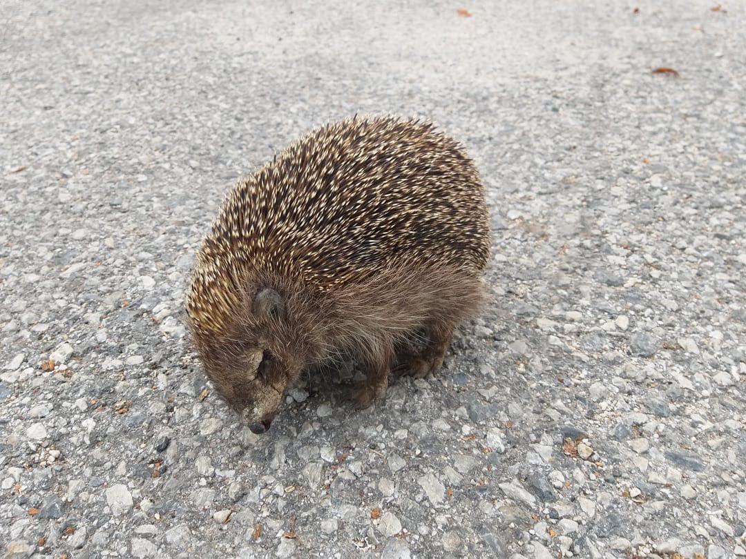 Previdno, ježki na cesti!