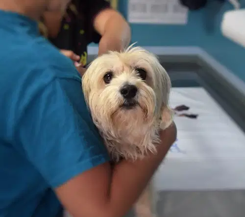 Veterinarska ambulanta Ravne bo do preklica zaprta